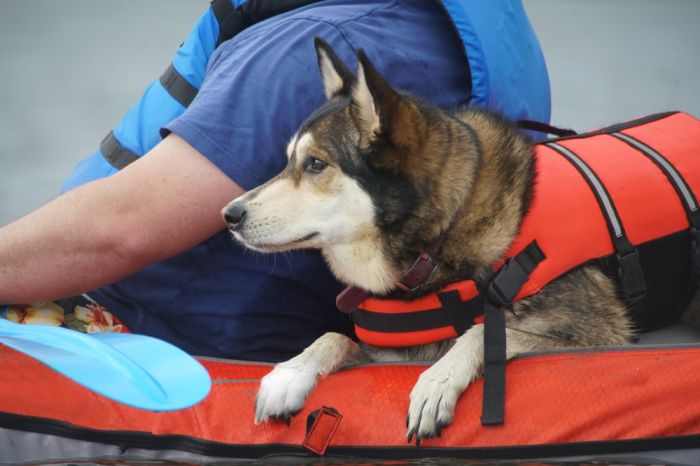 dog during kayaking