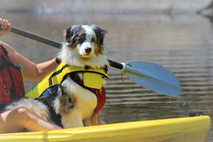 dog sitting on kayaking boat