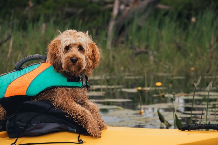 happy dog during kayaking